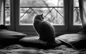 chat-devant-fenetre-noir-blanc